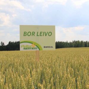 BOR Leivo