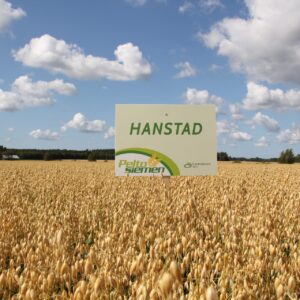 Hanstad