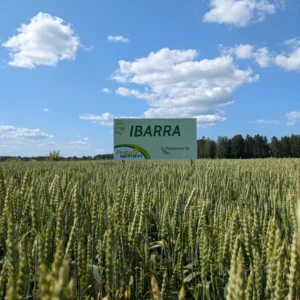 Ibarra