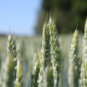 Veriapila