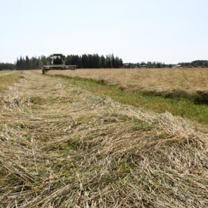 Inkeri