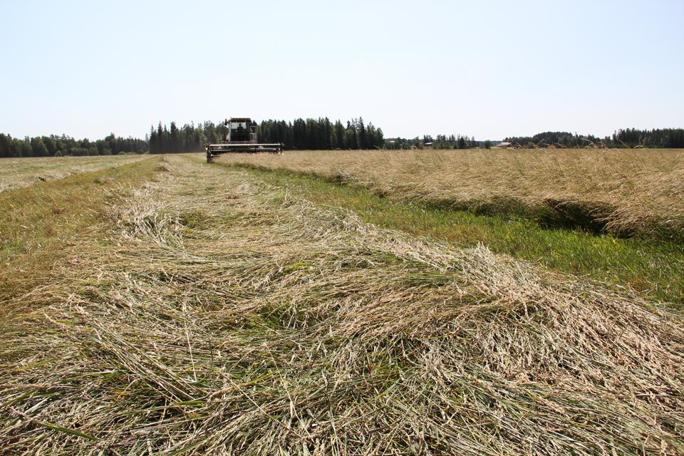 Inkeri