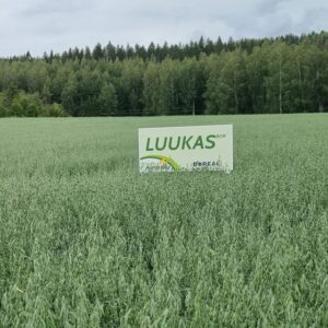 Luukas