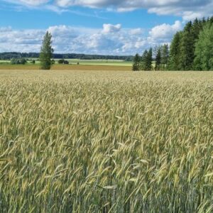 Dankowskie Granat